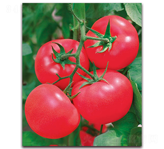 ���m�ѷ�F1-��TY�۹����ѷN��-���r(n��ng)���v