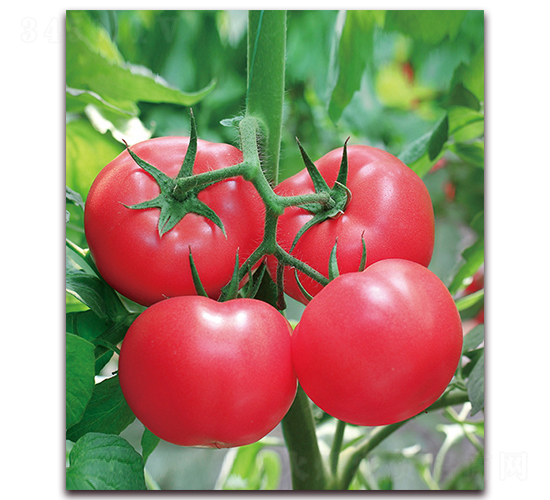 ���m������̖-�O����۹����ѷN��-���r(n��ng)���v