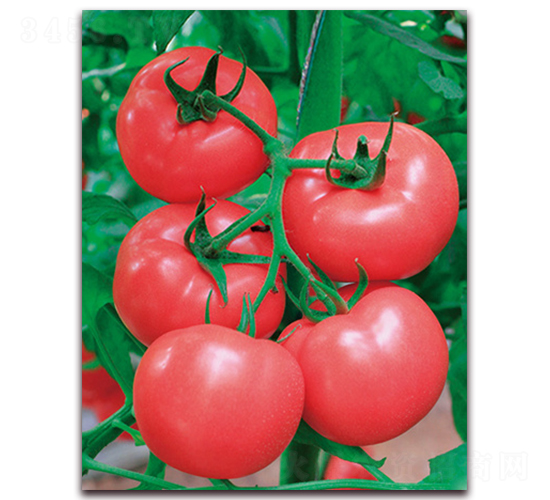 ���r(n��ng)��̖-����ͷ۹����ѷN��-���r(n��ng)���v