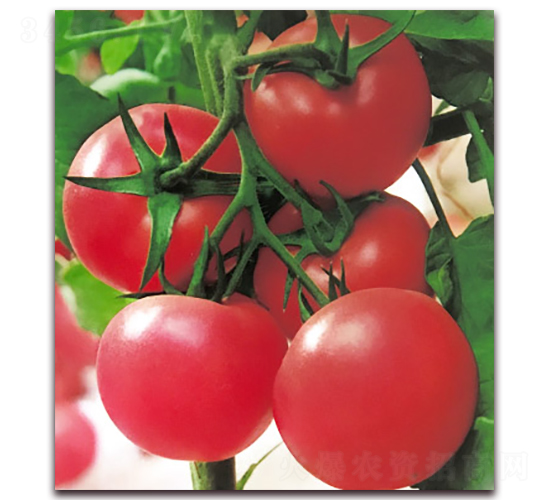 ���m������̖(h��o)-����۹����ѷN��-���r(n��ng)���v