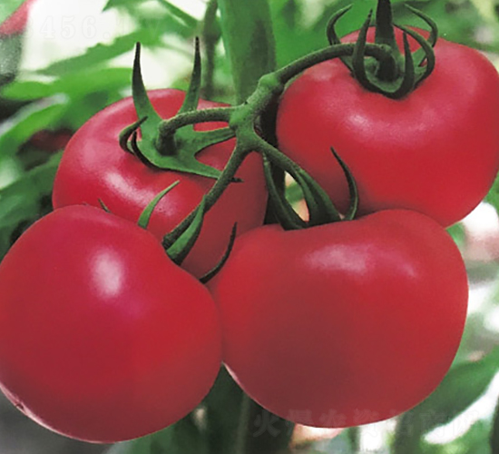 ���r(n��ng)��̖-�����߮a(ch��n)���ѷN��-���r(n��ng)���v