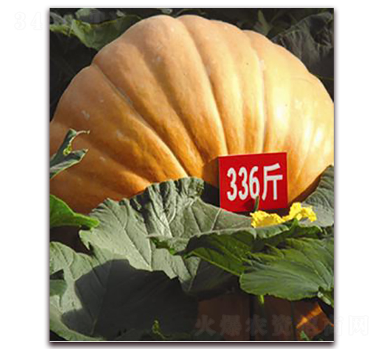 �����Ϲ�-�ϹϷN��-�ꂥ�N�I(y��)