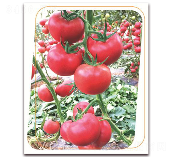 �W����̖(h��o)-���ѷN��-����(y��u)�r(n��ng)�I(y��)