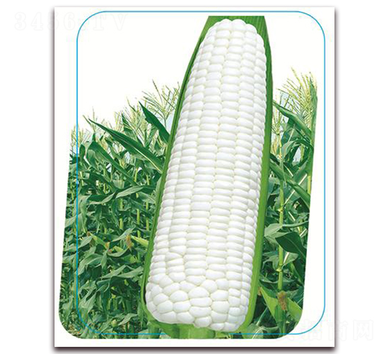 �փ�(y��u)����Ŵ-Ŵ���׷N��-����(y��u)�r(n��ng)�I(y��)