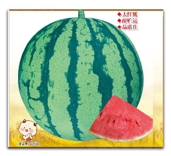 �㶼��̖(h��o)-���ϷN��-����(y��u)�r(n��ng)�I(y��)