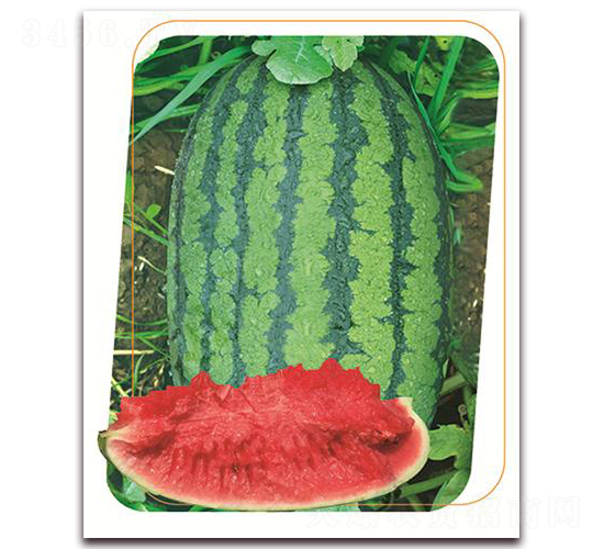 ��ʢһ̖-���ϷN��-����(y��u)�r(n��ng)�I(y��)