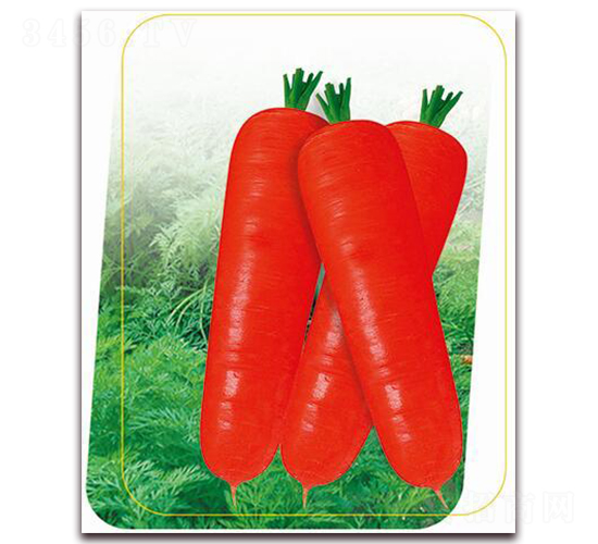 ���t�ߴ�-���}���N��-����(y��u)�r(n��ng)�I(y��)