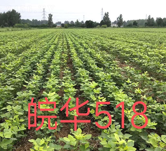 ���A518-�󶹷N��-�A��