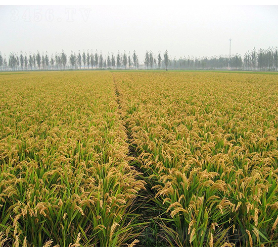 ���S2̖(h��o)�߮a(ch��n)�؉K-�SԴ�N��