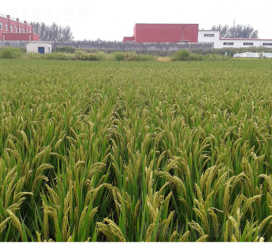 ���S7̖(h��o)������-�SԴ�N��