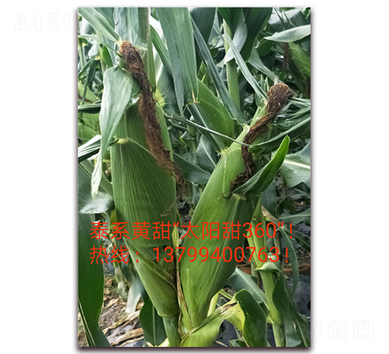 ̫�(y��ng)��360-ˮ�����׷N��-ӳɽ��