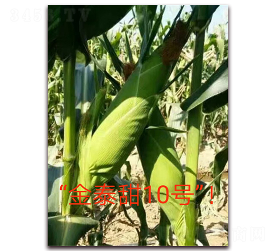 ��̩��10̖(h��o)-ˮ�����׷N��-ӳɽ��