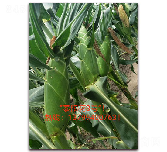 ̩�(y��ng)��3̖(h��o)-ˮ�����׷N��-ӳɽ��