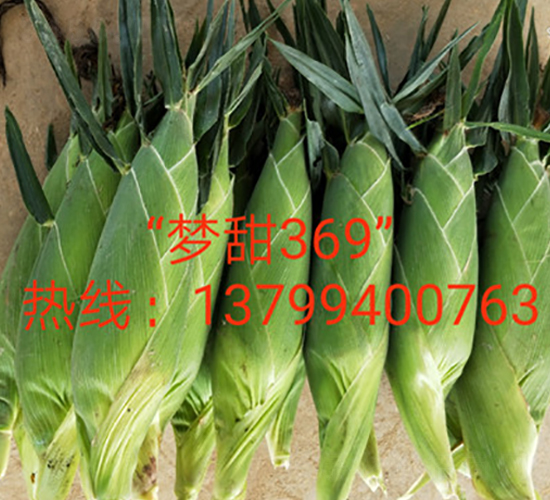 ����369-ˮ�����׷N��-ӳɽ��