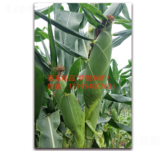 ��(m��ng)��368-ˮ�����׷N��-ӳɽ��