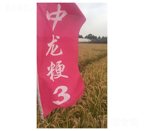 ������3̖-С���N��-���S�N�I(y��)