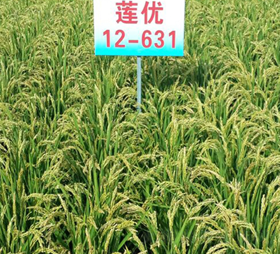 ɏ��(y��u)12-631-ˮ���N��-ɏ�R�r(n��ng)�I(y��)