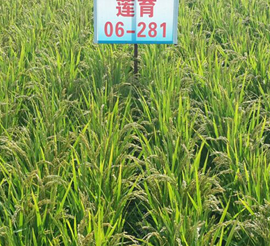 ɏ��06-281-ˮ���N��-ɏ�R�r(n��ng)�I(y��)