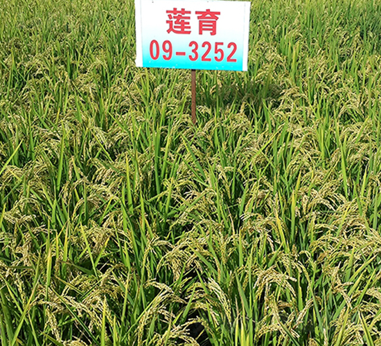 ɏ��09-3252-ˮ���N��-ɏ�R�r�I(y��)