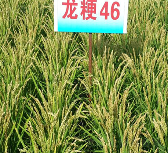 ����46-ˮ���N��-ɏ�R�r�I(y��)