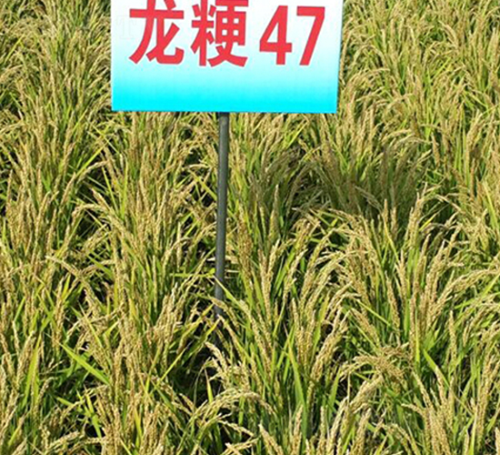 ����47-ˮ���N��-ɏ�R�r(n��ng)�I(y��)