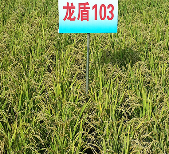 ����103-ˮ���N��-ɏ�R�r(n��ng)�I(y��)