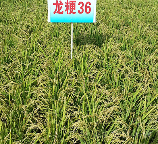 ����36-ˮ���N��-ɏ�R�r(n��ng)�I(y��)