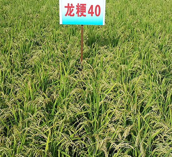 ����40-ˮ���N��-ɏ�R�r(n��ng)�I(y��)