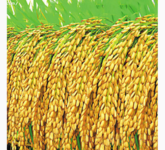 ����4̖(h��o)-�Rɽ�N�I(y��)