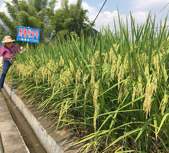 Ұ�マ(y��u)9̖-�G���N�I(y��)