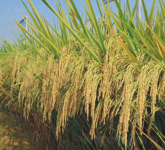 Ұ�マ(y��u)2̖-�G���N�I(y��)