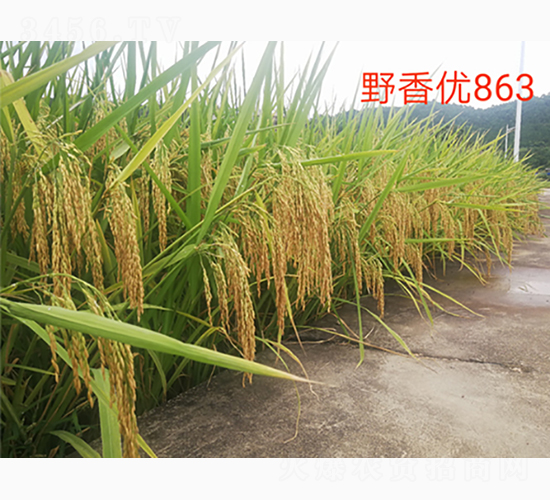 Ұ�マ(y��u)863-�G���N�I(y��)