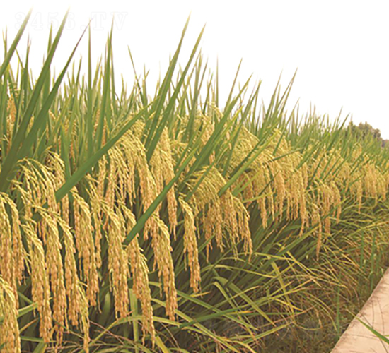 Ұ�マ(y��u)2998-�G���N�I(y��)