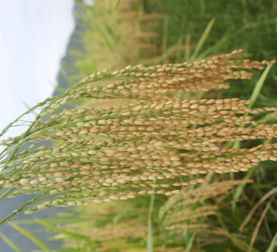 �؃�(y��u)919-�G���N�I(y��)