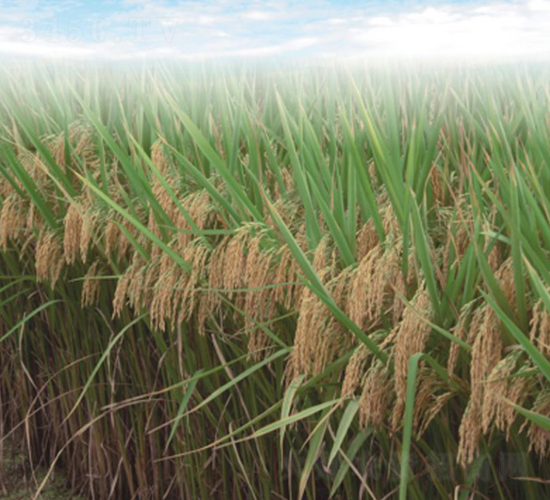 ���S��(y��u)001-�G���N�I(y��)