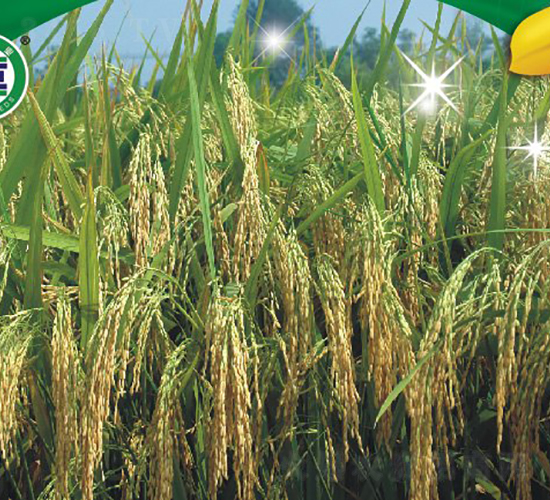 ��Ƀ�(y��u)611-�s���絾-���A�N�I(y��)