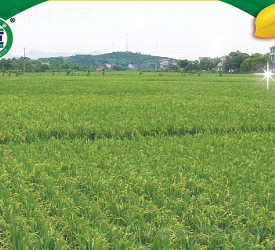 ��Ƀ�(y��u)268-�s���絾-���A�N�I(y��)