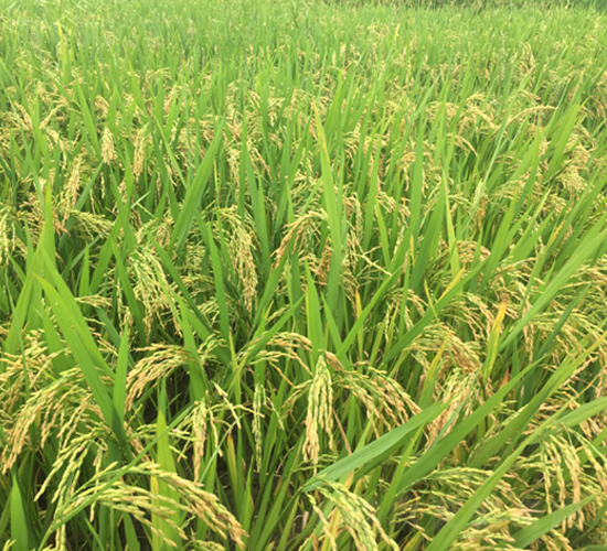 ��Ŵ5̖-ˮ���N��-�S���N�I(y��)