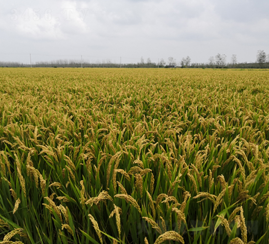 ����118-ˮ���N��-�S���N�I(y��)