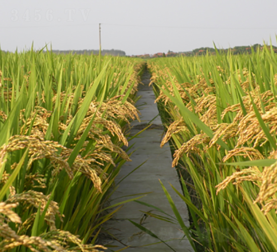 �(zh��n)Ŵ19̖(h��o)-ˮ���N��-�S��(l��)�N�I(y��)