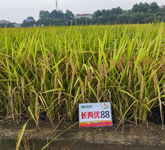 �L�Ƀ�(y��u)88-ˮ���N��-�S���N�I(y��)