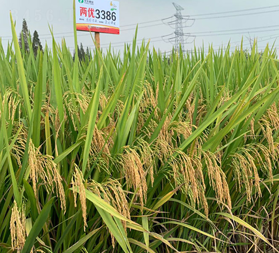 �Ƀ�(y��u)3386-ˮ���N��-�S���N�I(y��)