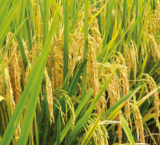 ��(n��i)��(y��u)506-ˮ���N��-�S��(l��)�N�I(y��)