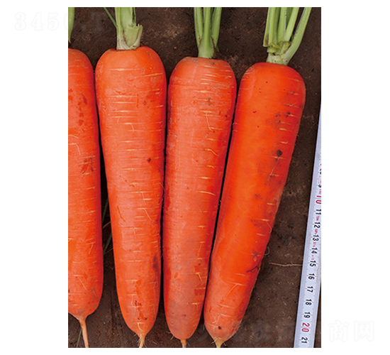 �t��10̖-���}���N��-����