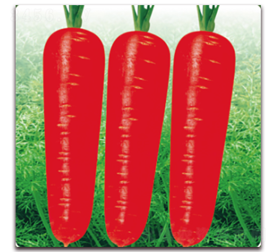 ���u(y��)9̖(h��o)-���}���N��-��˹��