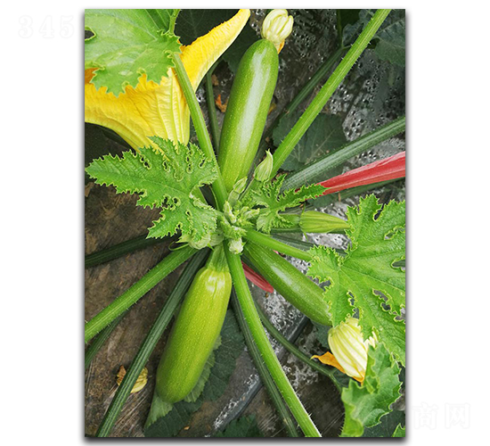 ����S306-�����J�N��