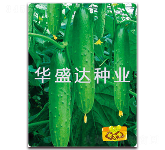 ʢ�_(d��)2̖(h��o)-�S�ϷN��-�Aʢ�_(d��)