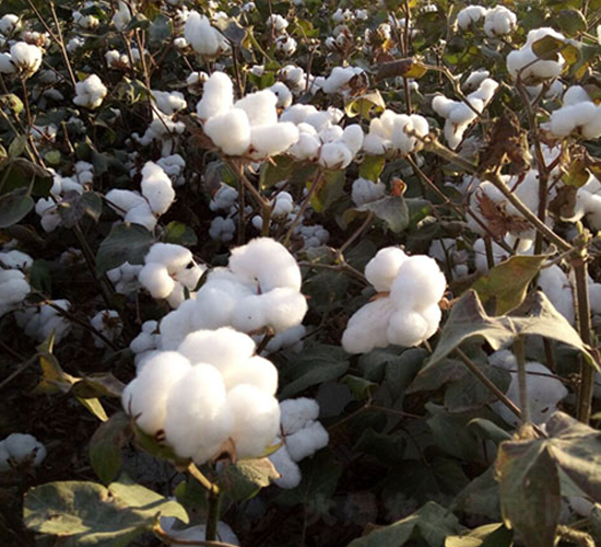 �º�24̖(h��o)-�޻��N��-��ʥ�̷N�I(y��)