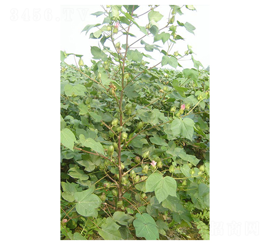 �y�d��5̖-�޻��N��-����N�I(y��)