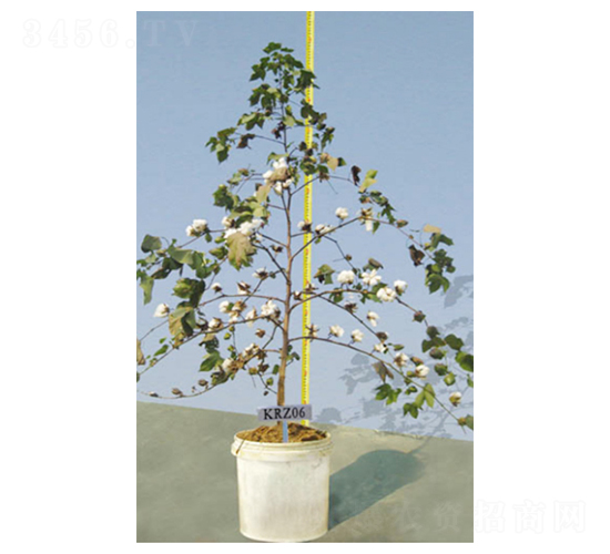 KRZ06-�޻��N��-����N�I(y��)